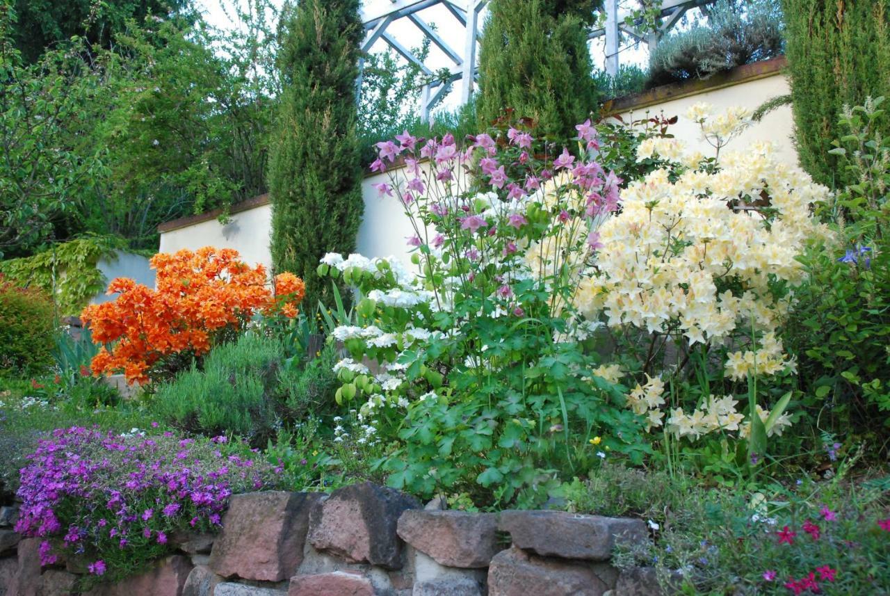 Am Berggarten Хайдельберг Экстерьер фото